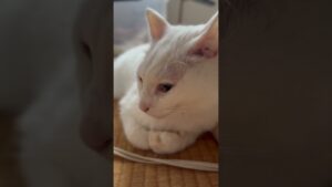 【クイズ】黒猫メイちゃんを探せ！Lv.1